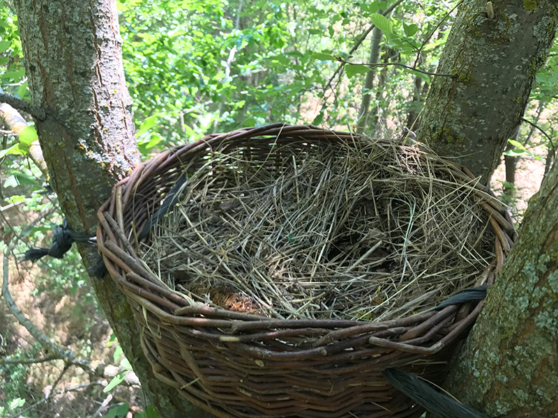 Cesta-nido para búho chico colocada en una zona arbolada de Campo de San Pedro (Segovia).