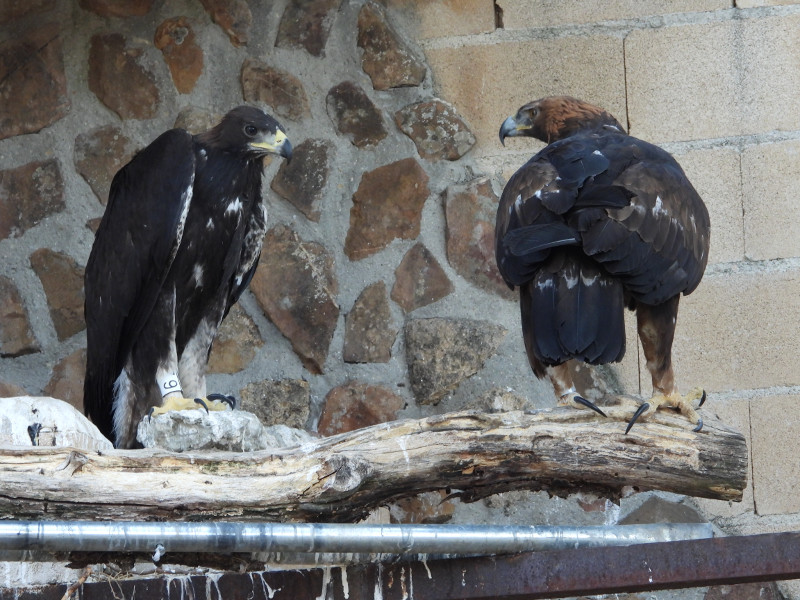 El pollo de águila real, en el nido artificial de GREFA con uno de sus padres adoptivos, antes de retirarlo para llevarlo a Portugal.