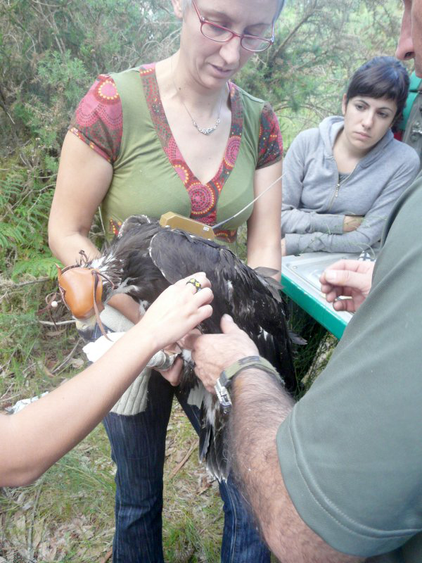 "Eufemia", con el emisor satelital recién colocado, lo que nos permitiría seguir sus movimientos. En la fotografía, Víctor García, técnico del actual Ministerio para la Transición Ecológica, encargado de la colocación del emisor al animal, y Mar Gallego, la bióloga de GREFA encargada del seguimiento de las águilas reales en aquella época. Al día siguiente, "Eufemia" fue trasladada al punto de liberación en el Xurés (Ourense).