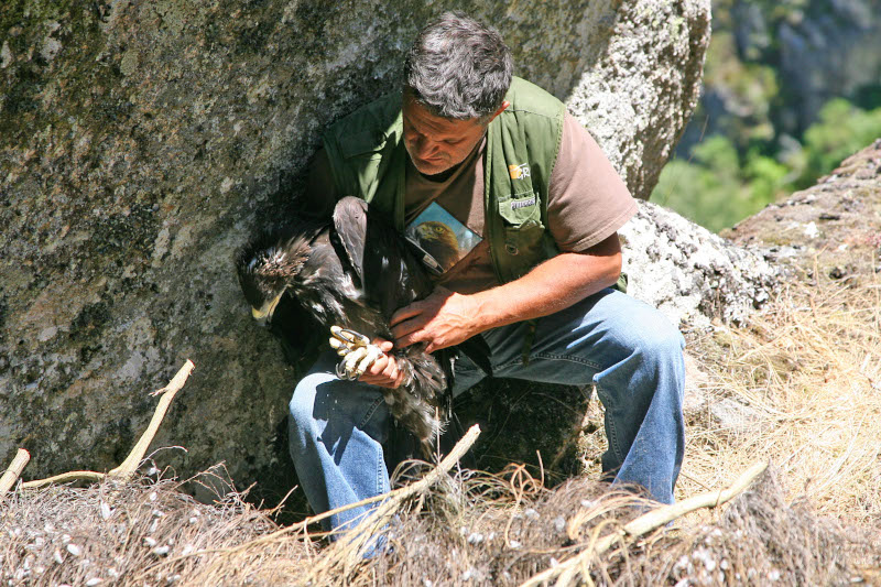 Ernesto Álvarez en el momento de depositar a "Eufemia" en el "hacking" (nido artificial) en la Serra do Xurés. En este nido, que presenta una buena capa de paja, permaneció el ave varios días antes de realizar su primer vuelo por los cielos gallegos.