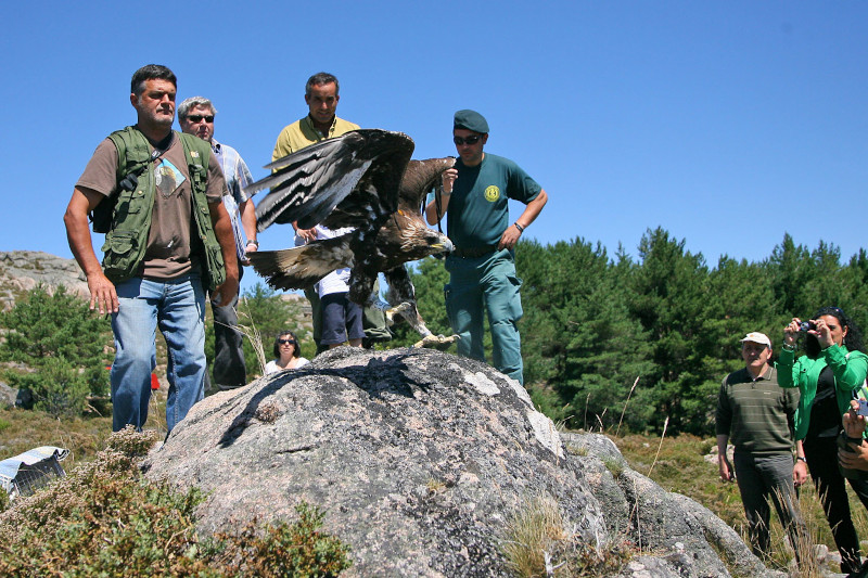 Momento de la segunda liberación de "Eufemia" en la Serra do Xurés en el verano de 2009, tras haber sido curada de las lesiones producidas por un disparo. Esta suelta tuvo gran cantidad de testigos, muestra del carisma que tenía "Eufemia". Acudieron, entre otros, personal del Parque Natural Baixa Limia - Serra do Xurés (Ourense), SEPRONA, Agentes Medioambientales de la Xunta de Galicia, autoridades locales y técnicos de Portugal.