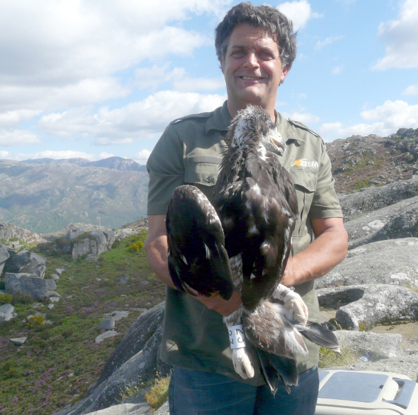 Ernesto Álvarez, presidente de GREFA, sujeta a "Eufemia" en el verano de 2008, cuando el ave era aún un pollo del año, momentos antes de ser introducida por primera vez en la Serra do Xurés (Orense) en un nido artificial ("hacking").