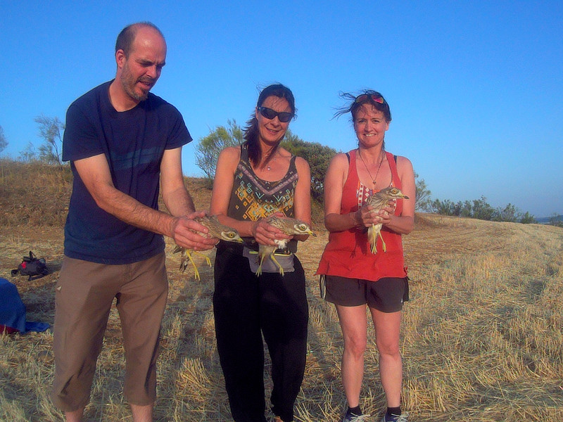 Varios padrinos se disponen a liberar tres alcaravanes que han sido recuperados en el hospital de fauna de GREFA.