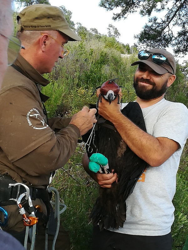 Momento del marcaje con GPS del pollo criado en 2019 por los buitres negros "Piros" y "Fire" en la colonia de Boumort. 