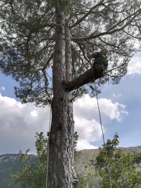 Un agente forestal asciende al nido de los buitres negros "Gata" y "Foix" para marcar con GPS al pollo que han criado este año en Boumort.