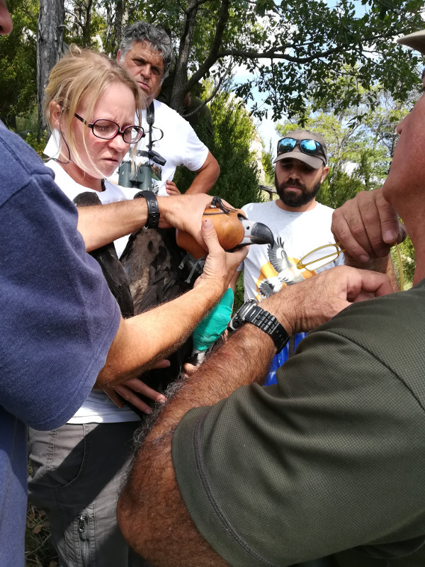 Marcaje con GPS del pollo criado en 2019 por los buitres negros "Gata" y "Foix".