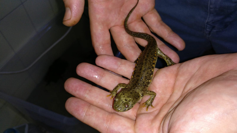 Uno de los gallipatos que ingresó en el Hospital de Fauna de GREFA.