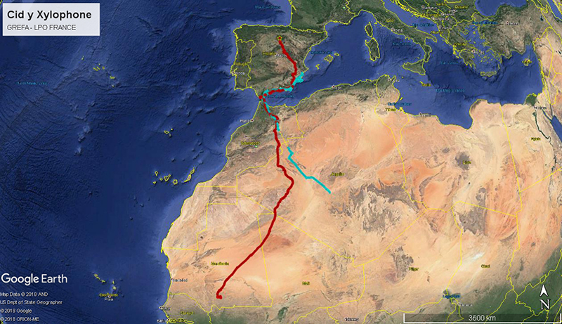 Migración de los buitres negros "Cid" (en rojo) y "Xylophone" (en azul).