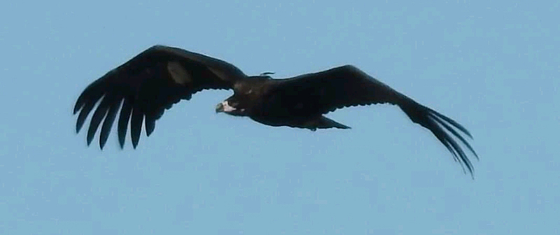 "Cid" fotografiado en vuelo en la comarca gaditana de La Janda (Cádiz) el pasado 13 de noviembre.