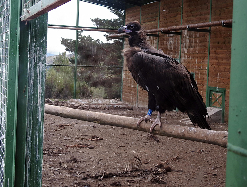 "Caleruega", buitre negro liberado en octubre de 2019, cuando aún no había salido del jaulón de aclimatación de Huerta de Arriba (Burgos), en el momento en el que ya estaba abierto.
