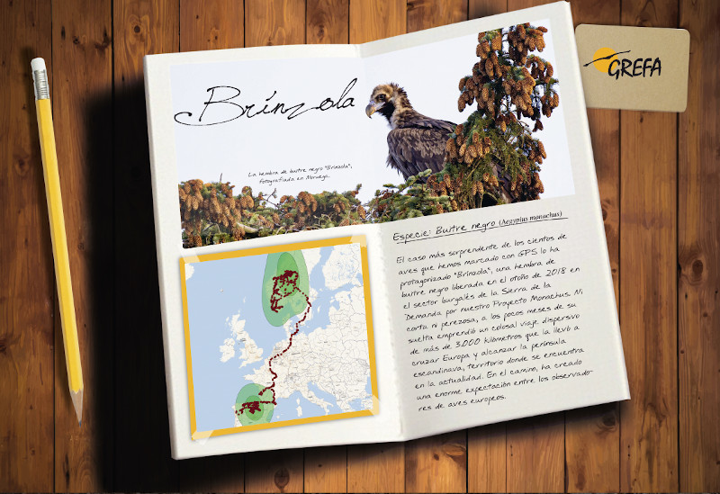 Página del Calendario 2020 de GREFA dedicada a la hembra de buitre negro "Brínzola" y a su épico viaje a través de Europa.