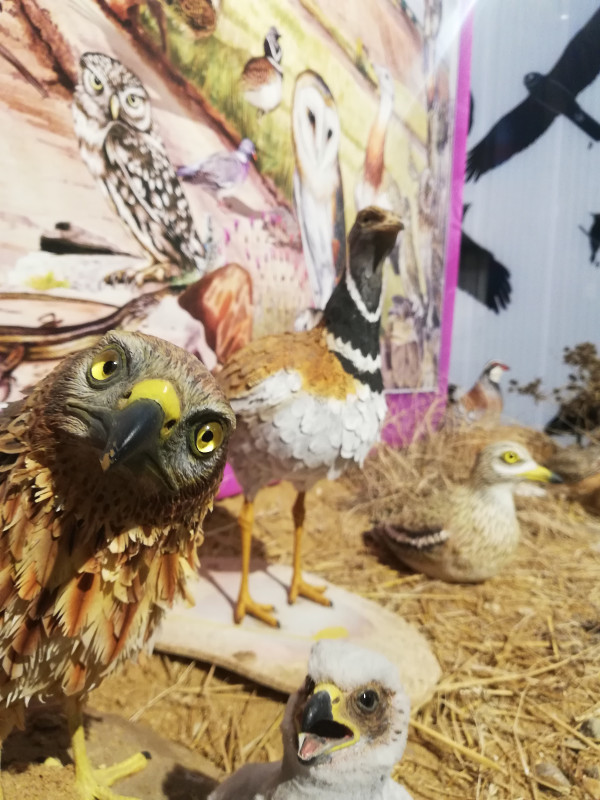 Réplicas de aves de la estepa cerealista, en el CIVillalar.