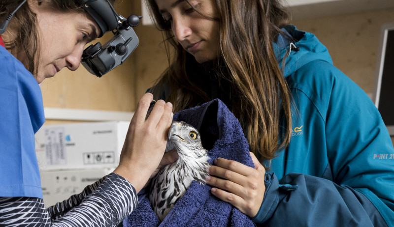 Una veterinaria realiza una exploración oftalmológica a un águila de Bonelli.