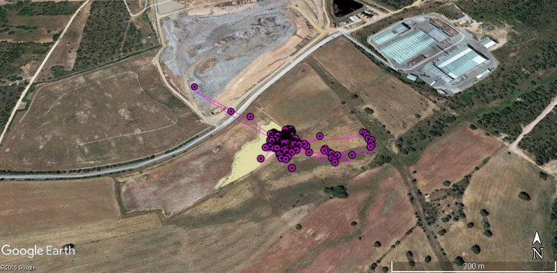 Localizaciones GPS de un águila de Bonelli que se mueve en las cercanías de un vertedero de residuos.