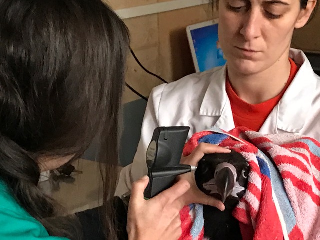 Dos veterinarias de GREFA examinan al buitre negro "Curiscao" poco después de ingresar en nuestras instalaciones.