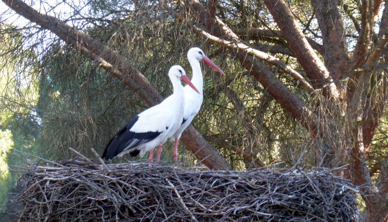 La pareja de cigüeña blanca que cría en nuestras instalaciones descansa sobre el nido que regentan, situado sobre una torreta metálica en desuso.