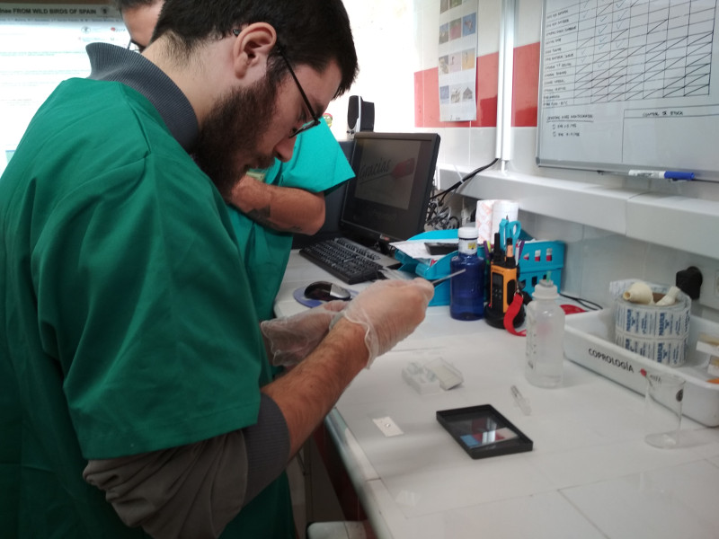 Un alumno del curso de técnicos de centros de recuperación de fauna realiza una coprología en el laboratorio del hospital de fauna de GREFA.