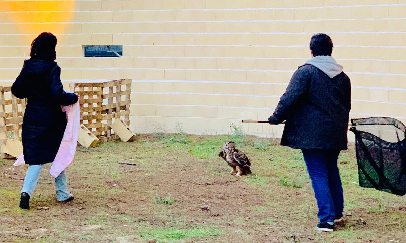 Dos voluntarios se disponen a capturar a un búho real durante uno de los ejercicios prácticos del cursillo.