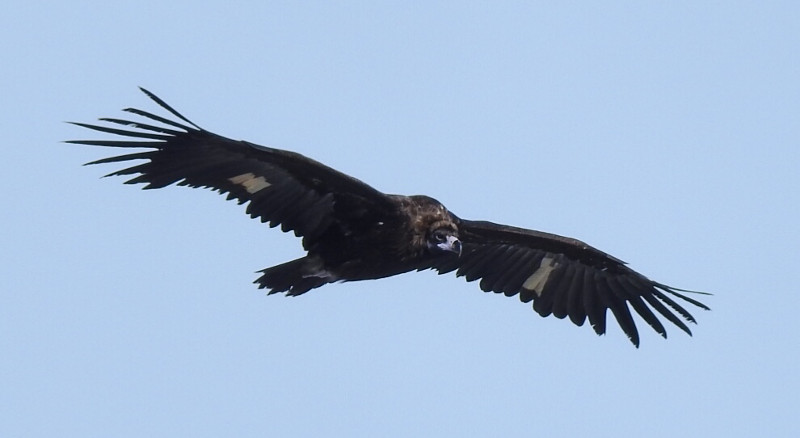Vistosa estampa en vuelo, con las marcas alares visibles, del buitre negro "Zolorro", uno de los ejemplares liberados por el Proyecto Monachus en la Sierra de la Demanda.