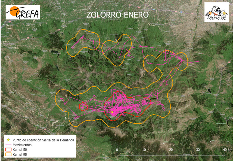 Movimientos (morado) y área vital (rojo) y de campeo (naranja) del buitre negro "Zolorro", uno de los ejemplares liberados por el Proyecto Monachus en la Sierra de la Demanda, durante el mes de enero de 2019.