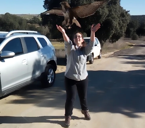 Momento de la suelta por parte de nuestra voluntaria Andrea del ratonero, recuperado tras haber sido disparado.