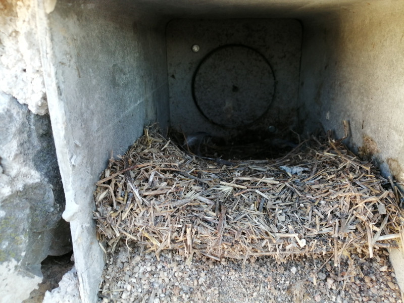 Interior de uno de los nidales de cernícalo primilla, abierto para su limpieza.