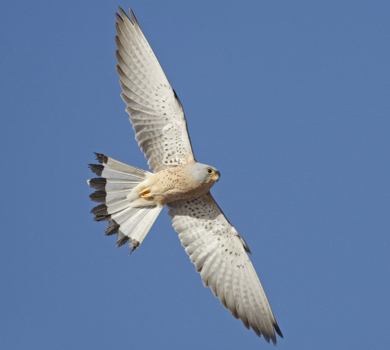 Macho adulto de cernícalo primilla en vuelo.