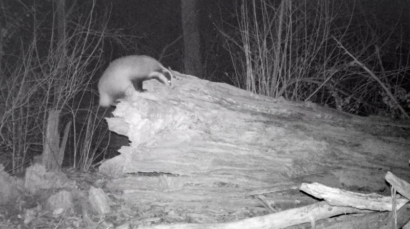 En este fotograma del vídeo, vemos que "Lola", ya convertida en una magnífica hembra de tejón, se sube a un tronco muerto en el Parque Regional del Sureste (Madrid).