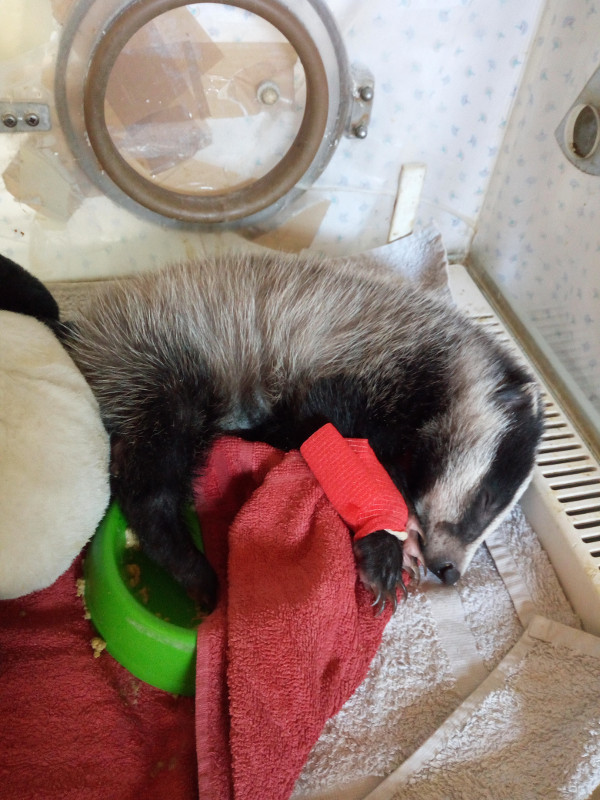 "Lola", cuando aún era un cachorrina, en una incubadora de nuestro hospital de fauna.