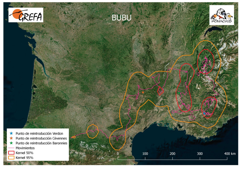 Movimientos de "Bubu" durante junio de 2019. La línea amarilla delimita el área de campeo (Kernel 95%) y la roja el área vital (Kernel 50%).