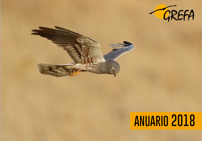 Portada del Anuario 2018 de GREFA, con la imagen de un aguilucho cenizo en vuelo cedida por el fotógrafo de la naturaleza Francisco C. Parody.