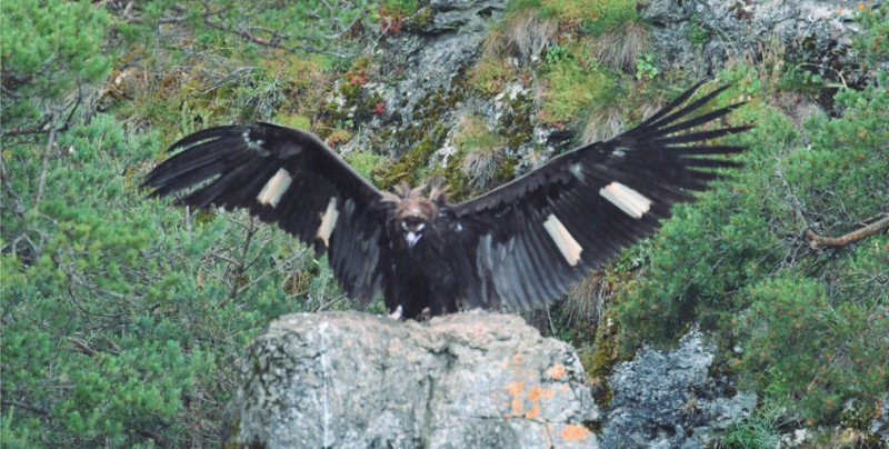 El buitre negro "Babieca", fotografiado en Cévennes (Macizo Central francés). Foto: Florian Durand.