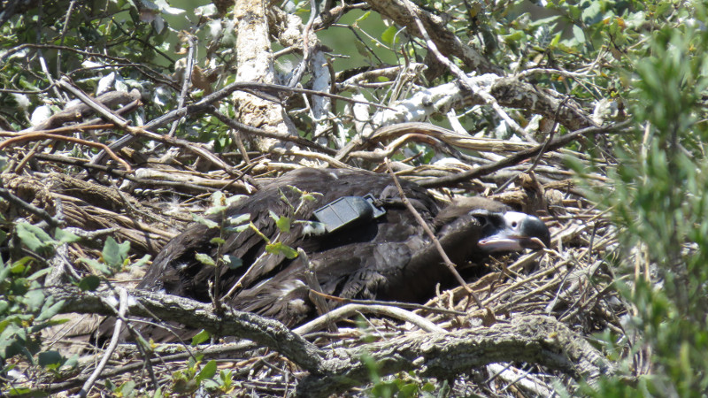 El pollo de buitre negro, una vez devuelto al nido tras su marcaje con GPS.