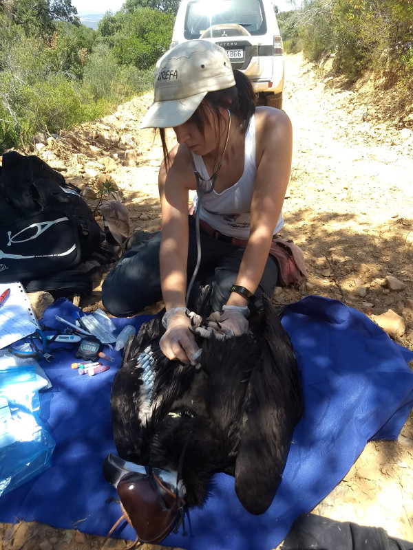 Virginia Moraleda, veterinaria de GREFA, examina al buitre negro durante su marcaje con GPS.