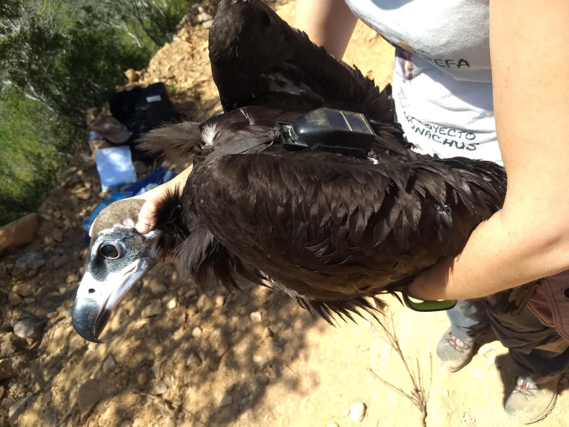 Aspecto del buitre negro una vez marcado, con el emisor GPS visible al dorso.