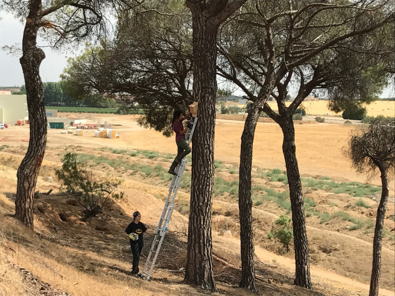 Voluntarias de GREFA colocan un refugio para murciélagos en un pinar.