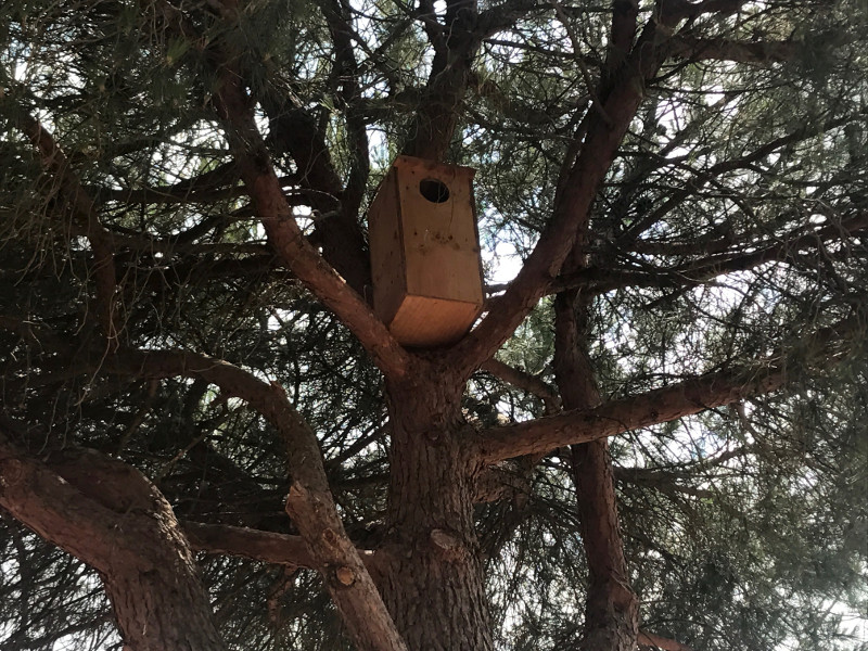 Nidal para cárabo colocado en uno de los pinos piñoneros de la finca de González Byass en Rueda.