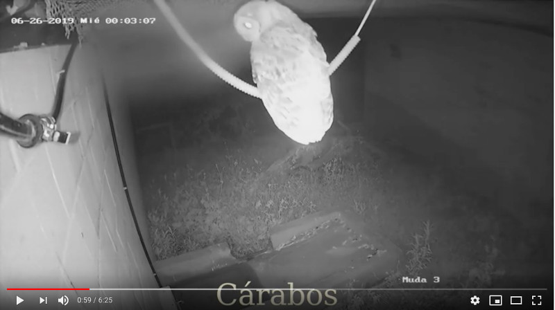 Imagen de visión nocturna a través de una cámara de vigilancia en un recinto de nuestro centro donde se recupera un cárabo.