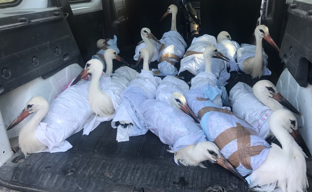 Varias jóvenes de cigüeñas blancas en el momento de salir de GREFA con destino a Alcalá de Henares, ya identificadas y anilladas.