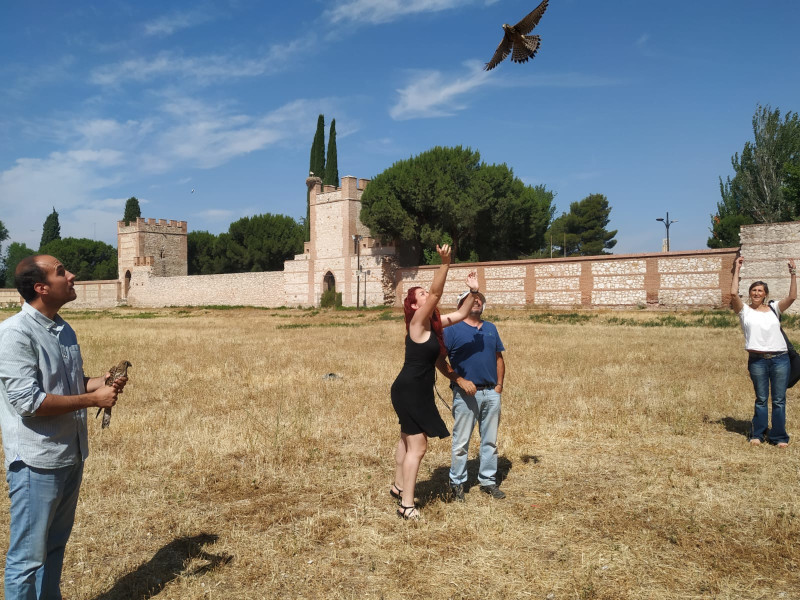 Liberación de los dos cernícalos vulgares que acompañaron la suelta de las 17 cigüeñas en Alcalá.