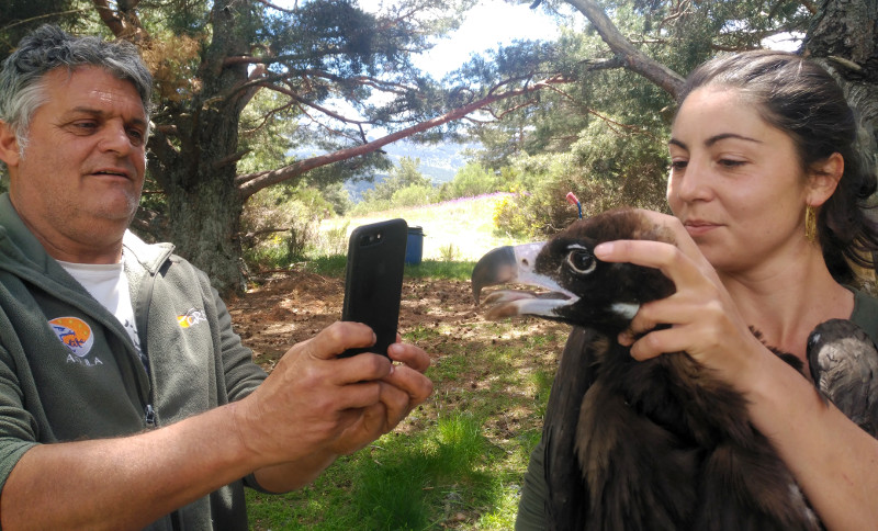 El buitre negro "Curiscao" en la zona de la Sierra de la Demanda donde actúa el Proyecto Monachus.