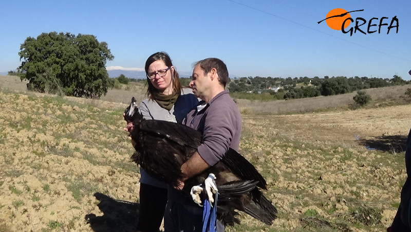 Nacho Otero, rehabilitador de GREFA, muestra a una alumna el manejo de un buitre negro.