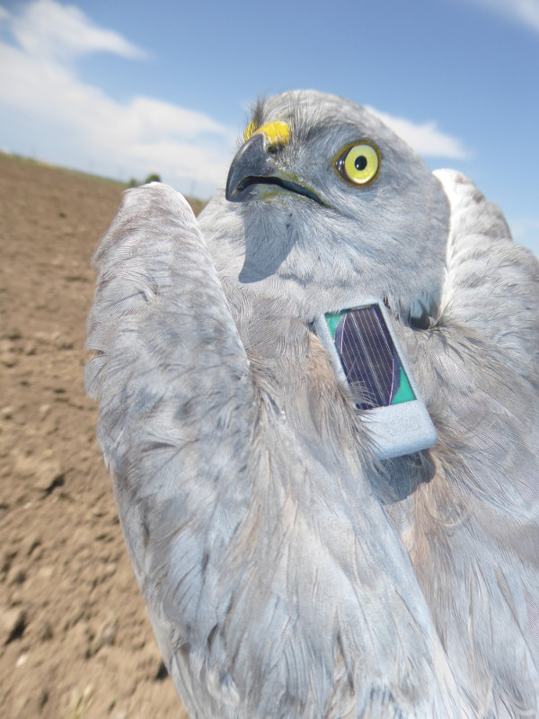 Aguilucho cenizo marcado con dispositivo GPS para conocer su actividad y proponer medidas de conservación efectivas.