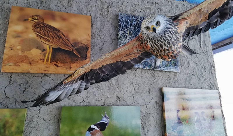Réplica de milano real y fotos de aves en el Centro de Interpretación de Villalar de los Comuneros (Valladolid).