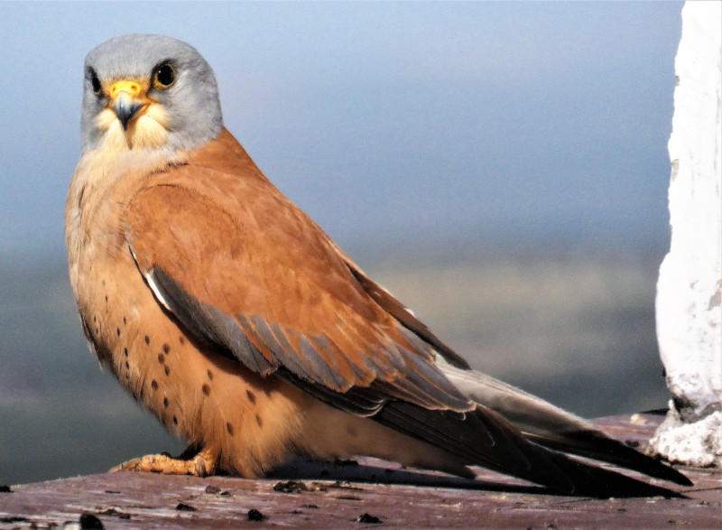 Macho de cernícalo primilla.