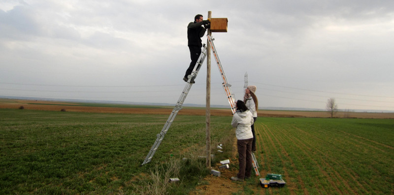 Varios voluntarios de GREFA colocan un nidal para pequeñas rapaces depredadoras de topillos en Castilla y León.