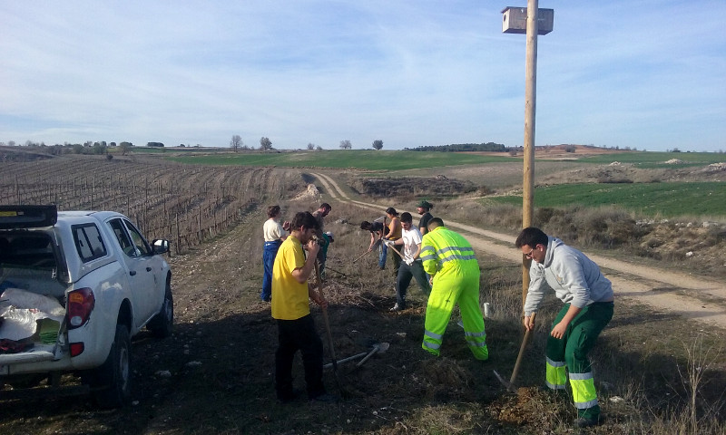 Un equipo de voluntarios de GREFA realiza tareas de restauración de hábitat en una zona de Castilla y León donde trabajamos con nuestro proyecto de control biológico del topillo campesino.