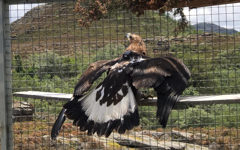 El águila real cedida por Austria, una vez introducida en el jaulón de aclimataión de la zona de reintroducción de Portugal.