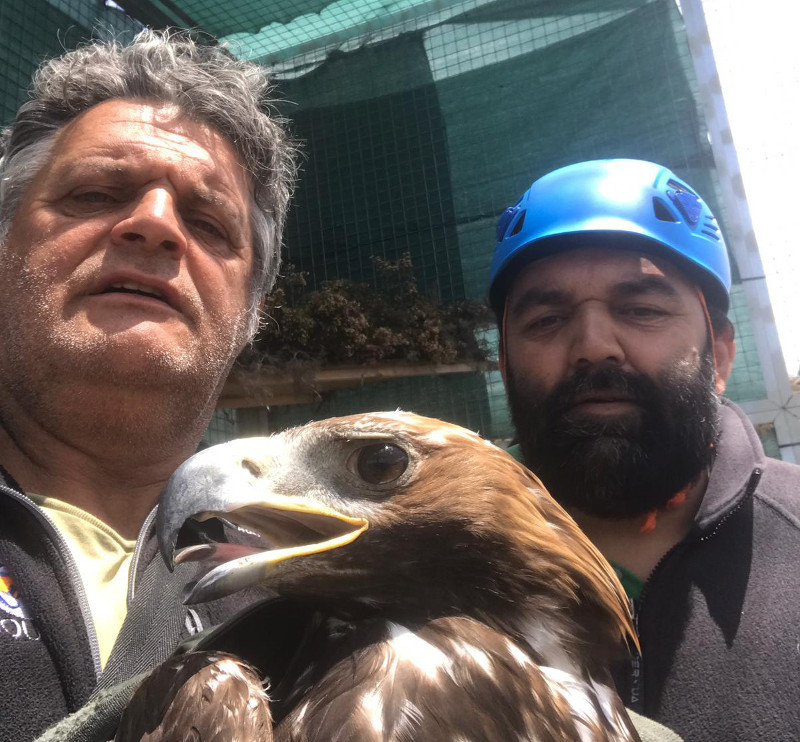 Primer plano del águila real cedida por Austria, en la zona de reintroducción de Portugal.