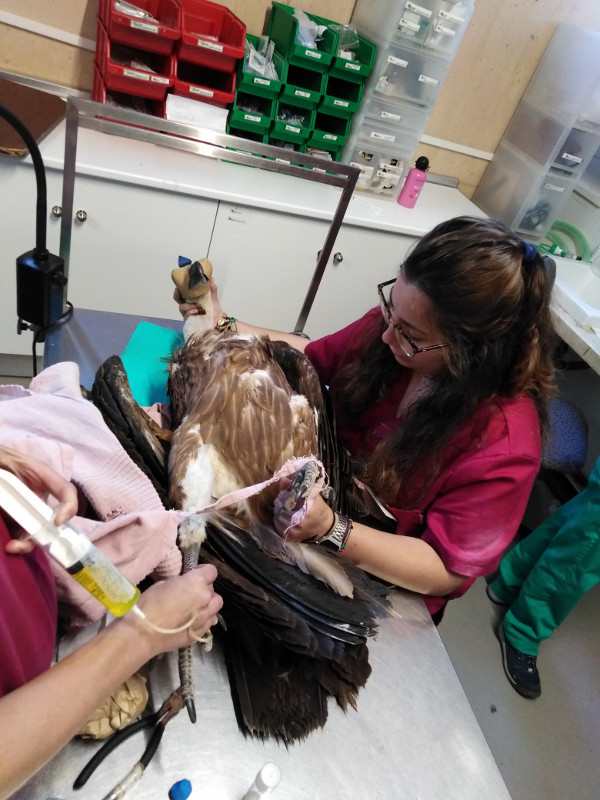 Ana Alonso colabora en la hidratación de un buitre leonado en tratamiento en el hospital de fauna de GREFA.